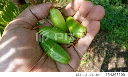 Fresh Harvest of Green Averrhoa Bilimbi Fruit Held in Human Hand Fresh Harvest of Green Averrhoa Bilimbi Fruit Held in Human Hand 134867300