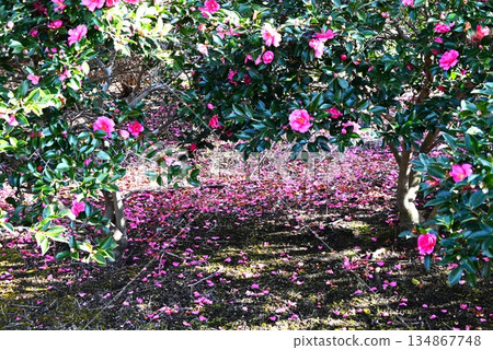Camellia flower, camellia Camellia flower, camellia 134867748