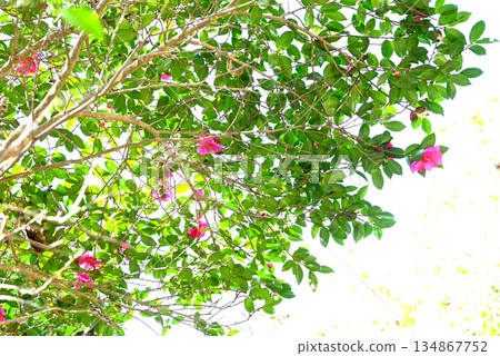 Camellia flower, camellia 134867752