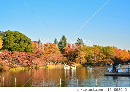 秋葉Inokashira公園 134868043