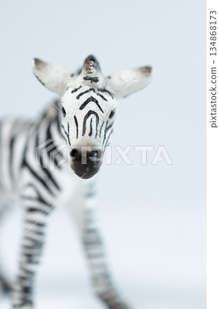 zebra zebra 134868173