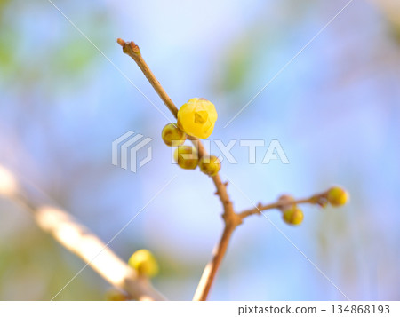第一朵冬青花 第一朵冬青花 134868193