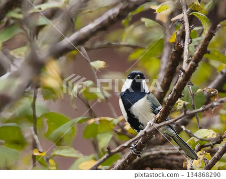 Tits fringing on branches 134868290