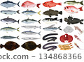 海鮮插圖和圖示 ②（鮪魚、鯛魚、鰻魚、鮭魚、河豚） 134868366