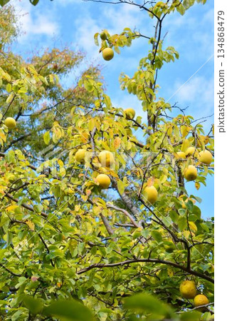 Pear fruit 134868479