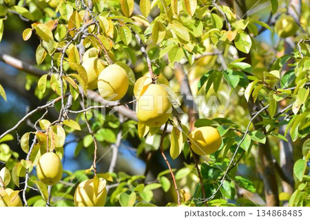 Pear fruit 134868485