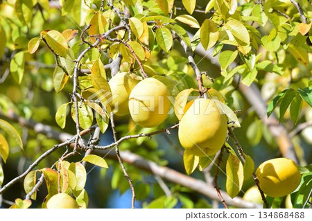 Pear fruit 134868488