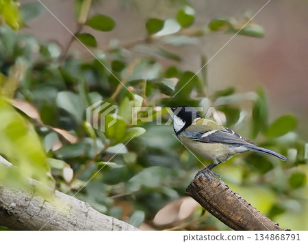 停在樹枝上的山雀 134868791