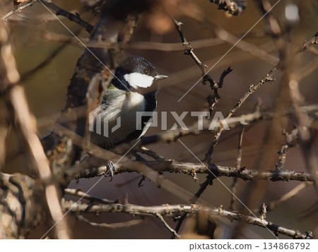 山雀在樹枝上邊緣 山雀在樹枝上邊緣 134868792