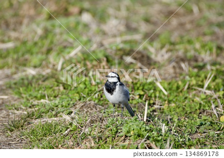 Wagtail / Japan Wagtail / Japan 134869178