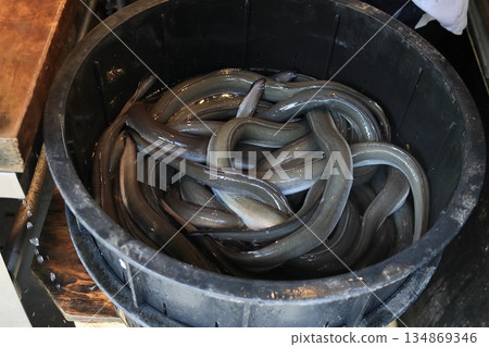 活鰻魚 - Doyo 牛日的活鰻魚 活鰻魚 - Doyo 牛日的活鰻魚 134869346