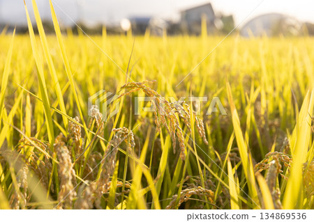 Rice ears at harvest time Variety: Tsuyahime 134869536