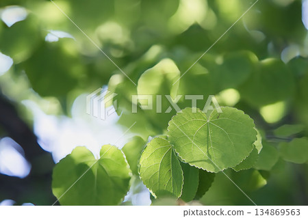 Shining young leaves bathed in light Shining young leaves bathed in light 134869563
