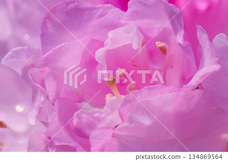 Pink azalea petals Pink azalea petals 134869564