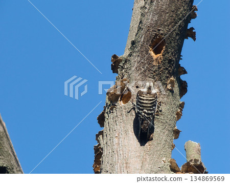 A Japanese Pygmy Woodpecker perched on a tree against the blue sky A Japanese Pygmy Woodpecker perched on a tree against the blue sky 134869569
