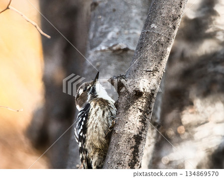 Kogera stopping on the branches of the tree Kogera stopping on the branches of the tree 134869570