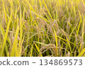 Rice ears at harvest time Variety: Tsuyahime 134869573