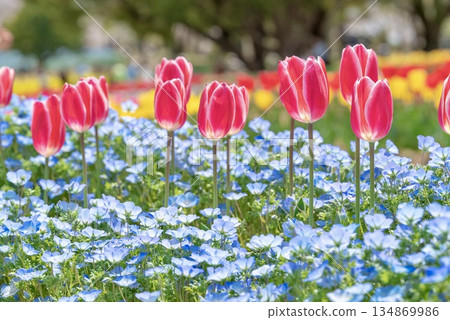 粉紅蝶花和鬱金香花 134869986