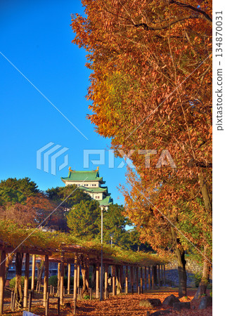 【愛知縣】秋日名古屋城塔,四周環繞著秋葉 【愛知縣】秋日名古屋城塔,四周環繞著秋葉 134870031