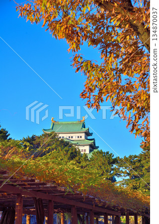 [Aichi Prefecture] Nagoya Castle Tower in autumn, surrounded by autumn leaves 134870037