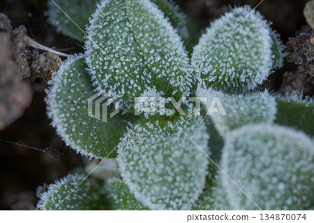Frosted buds 134870074