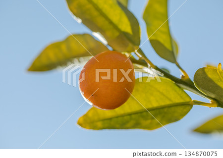 金桔的果實 134870075