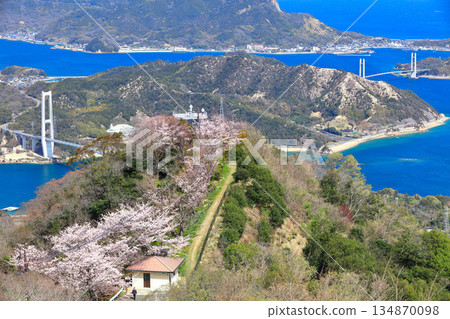 [Ehime Prefecture] Yumeshima Kaido and Sekizensan Three Thousand Cherry Trees (Iwaki Bridge, Ikina Bridge and Yuge Bridge) 134870098