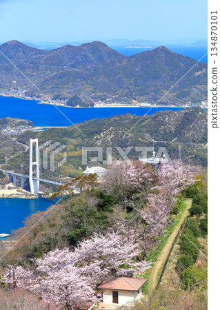 [Ehime Prefecture] Yumeshima Kaido and Sekizensan Three Thousand Cherry Trees (Iwaki Bridge, Ikina Bridge and Yuge Bridge) 134870101