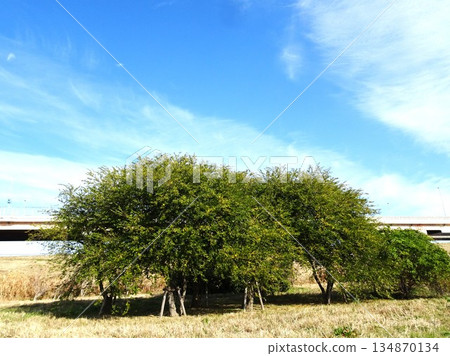 新年夜的天空 134870134