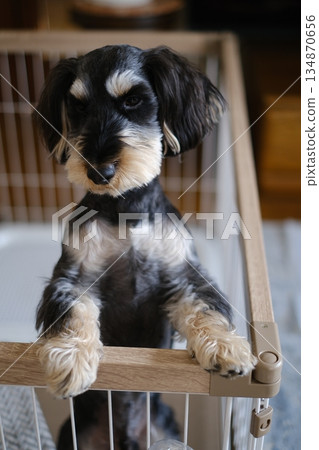A vertical close-up photo of a dog pawing at the cage fence A vertical close-up photo of a dog pawing at the cage fence 134870656