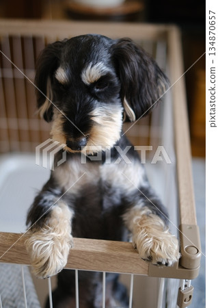 A vertical photo of a dog pawing at the cage fence A vertical photo of a dog pawing at the cage fence 134870657