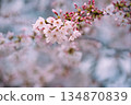 Sakura flower close up 134870839