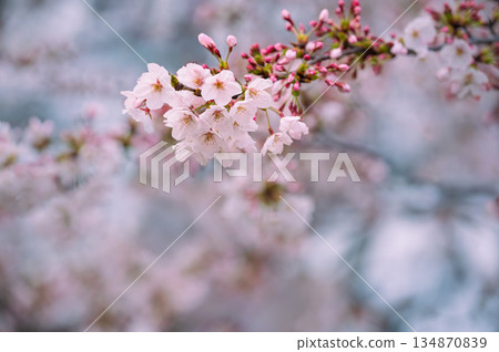 Sakura flower close up Sakura flower close up 134870839