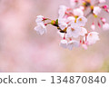 Sakura flower close up 134870840