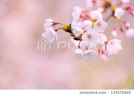 佐倉花關閉 佐倉花關閉 134870840