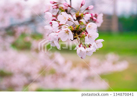 櫻花 櫻 春天 134870841
