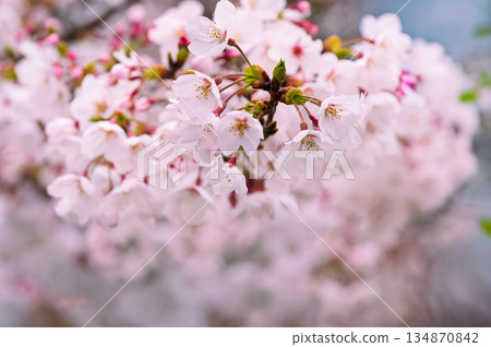 Sakura flower close up Sakura flower close up 134870842
