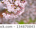 Sakura flower close up 134870843