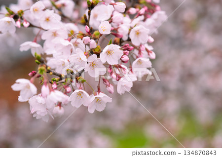 櫻花 櫻 春天 134870843