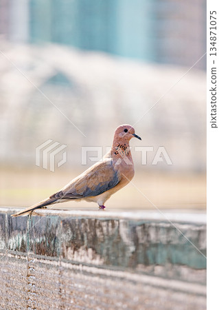 Brown laughing dove bird with pinkish plumage standing on a concrete wall 134871075