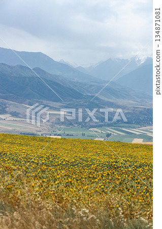 Field of yellow flowers with snow-capped mountains in background Field of yellow flowers with snow-capped mountains in background 134871081