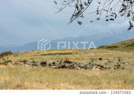 Flock of wild turkey in dry grass field with mountains in background 134871083