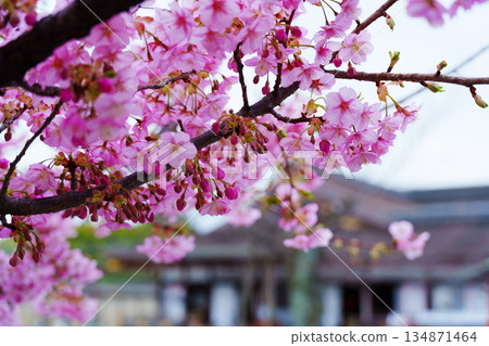 Kawazu cherry blossoms blooming at Toji Temple 134871464