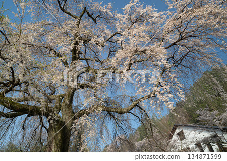Cherry blossoms in full bloom Cherry blossoms in full bloom 134871599