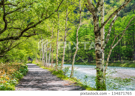 清爽的上高地「白樺樹和梓川河畔步道」（長野縣松本市） 134871765