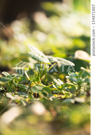 晨曦灑在三葉草的葉子上。 晨曦灑在三葉草的葉子上。 134871807