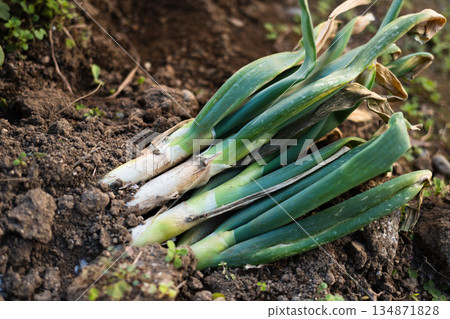 新鮮採摘的青蔥 134871828