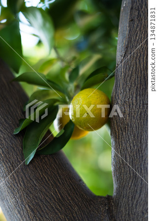 樹上長著黃色的柚子 134871831