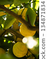 一棵結滿多顆果實的柚子樹 134871834