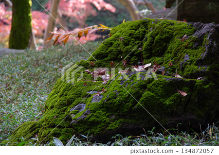 Tonogayato Garden: Autumn garden scenery with fallen leaves piled up on moss-covered rocks 134872057